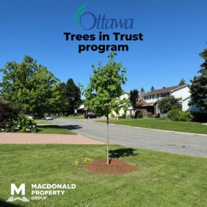 Trees in Trust program - newly planted tree in a suburban front yard. 