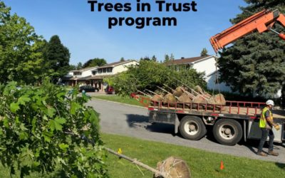 Ottawa’s Trees in Trust Program: A Green Initiative for Sustainable Living